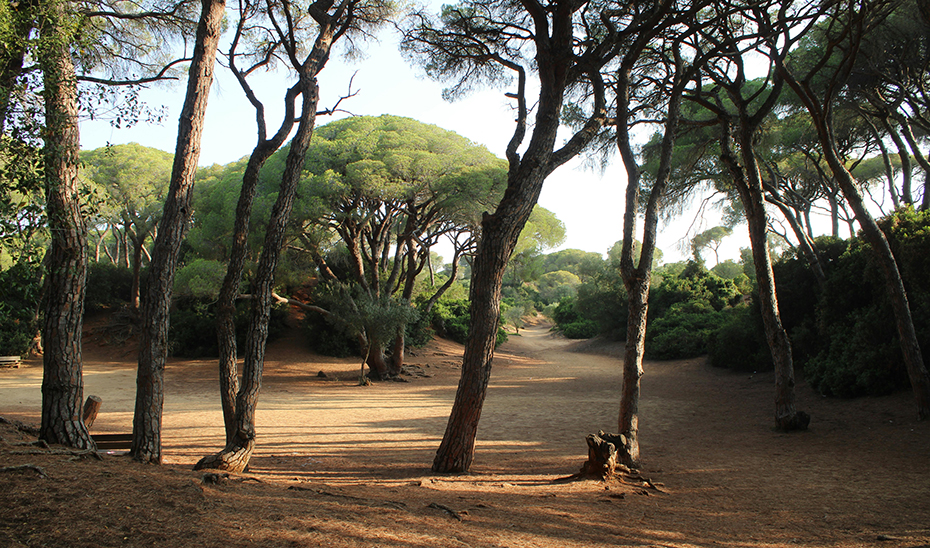
			      Masa forestal en Puerto Real (Cádiz).			    
			  